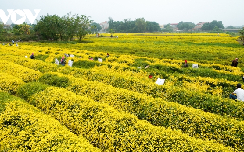 Check-in cánh đồng hoa cúc vàng rực rỡ