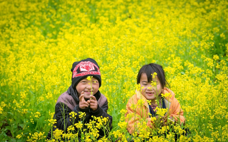 Đắm chìm trong sắc vàng của đồi hoa cải Hà Giang